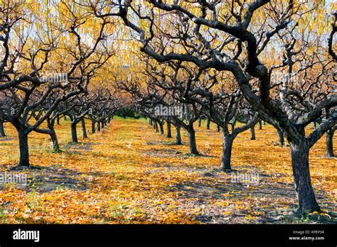 Organic Peach Orchard With Fall Colors During The Autumn Season In The