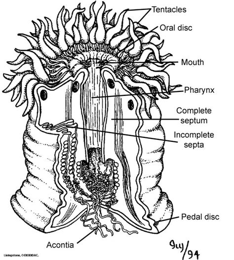 Sea Anemone Digestive System