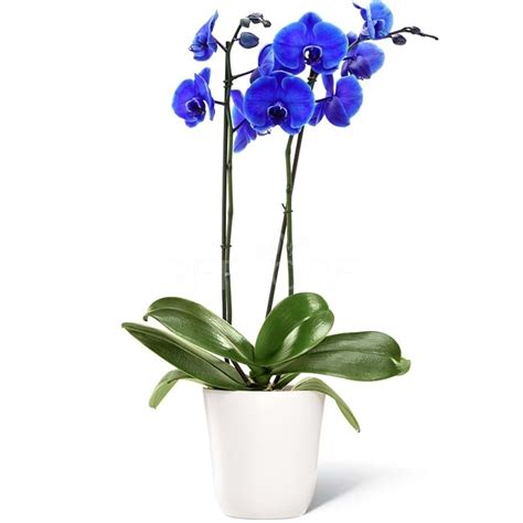 Marrone, verde, lilla, porpora, rosa, giallo, arancione, bianco. Pianta di orchidea blu a due rami con vaso