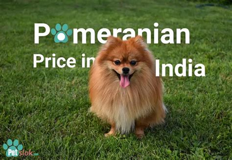 Cute White Teacup Pomeranian Price In Kolkata Bleumoonproductions