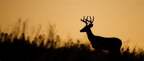 Understanding Deer Feeding Times — Quiver Hunting App
