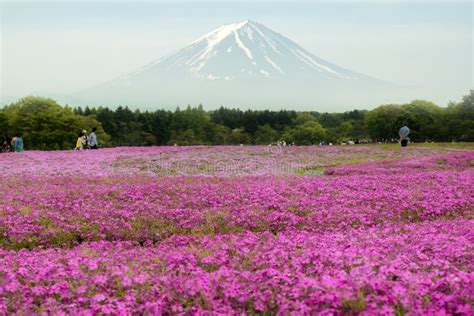 Mtfuji With The Field Of Pink Moss At Yamanashi Japan Stock Photo