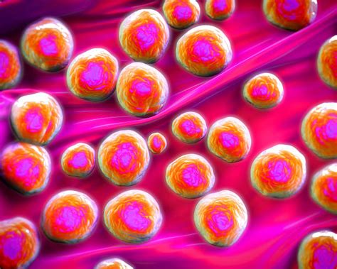 Bacteria Multiplying Stock Photos Pictures And Royalty Free Images Istock