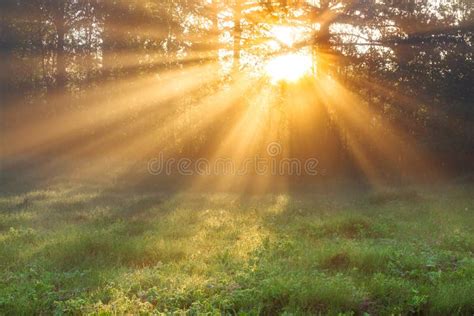 Sun Rays Shine Through Trees Stock Photo Image Of Foliage Green