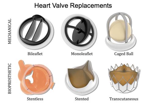 Heart Valve Anatomy Valve Disease And Heart Valve Replacement