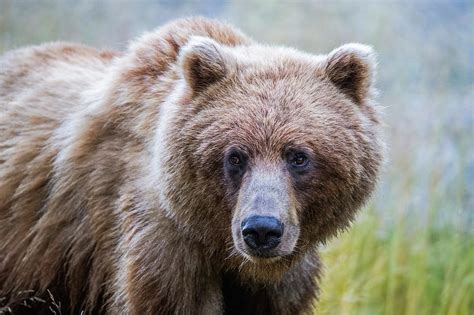 Grizzly Bear Ursus Arctos Horribilis Photograph By Robert Postma Fine