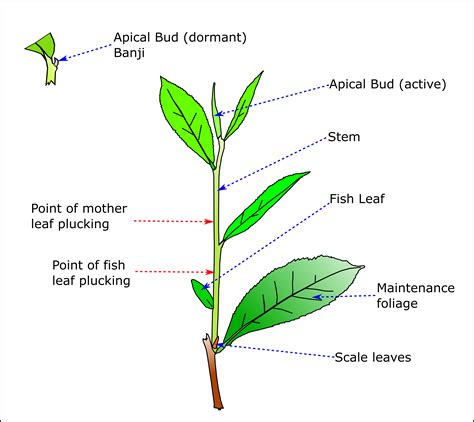 Tea Research Institute Of Sri Lanka