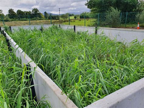 Carlow Sludge Drying Reed Beds Glan Agua