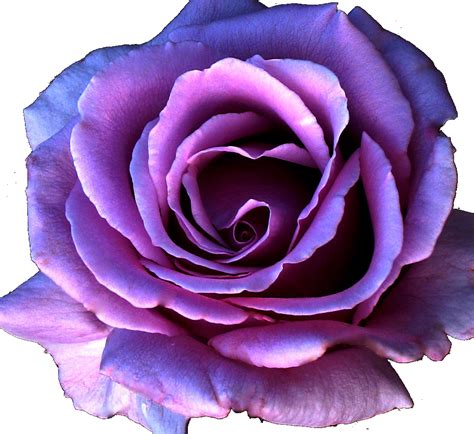 Purple Flower Psd Detail Png Transparent Background Free Download
