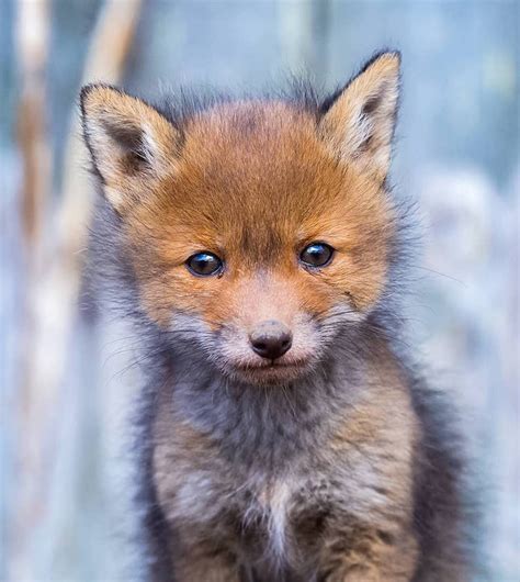 Photographer Captures Enchanting Photos Of Finlands Forest Animals