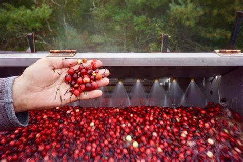 Cranberry Growers Say Harvest Is Great, but Business Is Struggling | WCAI