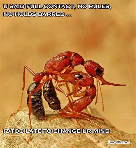 Funny Ants Fight Work With Animals All Animals Pictures Photography