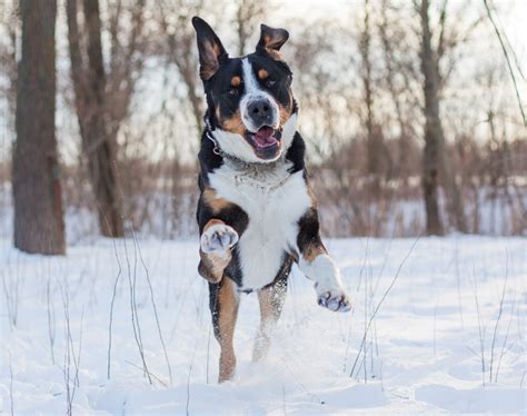 As such, once a puppy is nicely settled in they must be taught the rules and boundaries. Greater Swiss Mountain Dog - Breeders, Puppies and Breed ...
