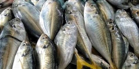 7 Manfaat Ikan Laut Bagi Tubuh Tingkatkan Kesehatan Mata Hingga Fungsi