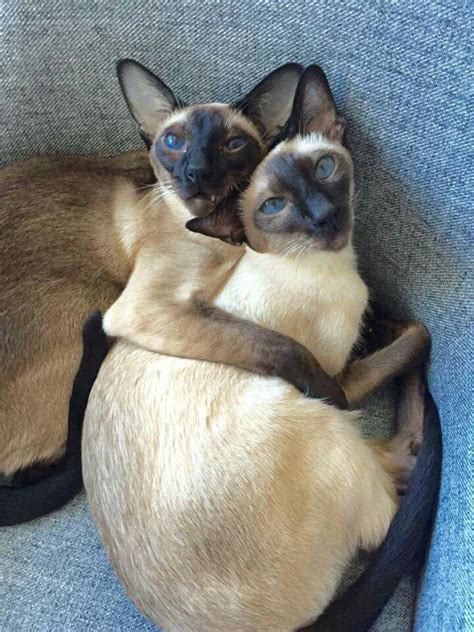The Love Catslove This Pic So Much Siamese Cats Are So Gorgeous