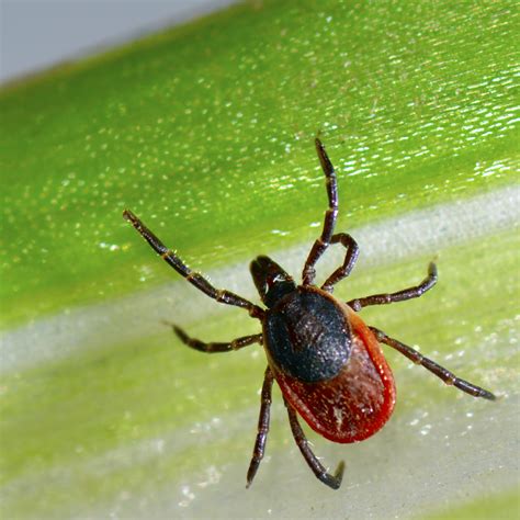 What You Need To Know About Lyme Disease In Pets Leon Valley