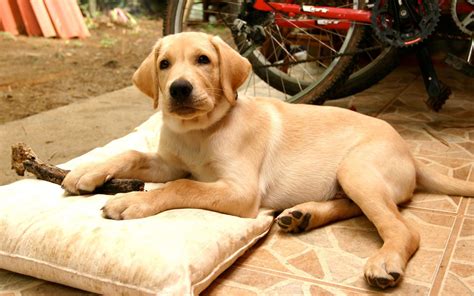 Adult Yellow Labrador Retriever Dog Lying Near The White Pillow Hd