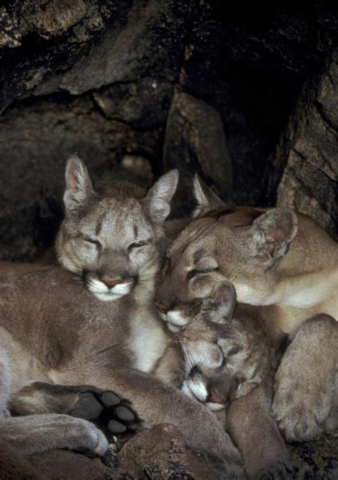 Mountain Lion Sleepy Cuddle Puddle Rhardcoreaww