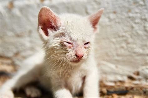 Conjunctivitis In Cats Symptoms Causes Treatment And Home Remedies