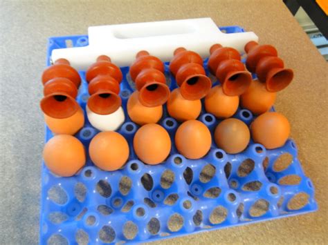 Egg Handling Egg Handling Egg Management Egg Mover Moving Eggs