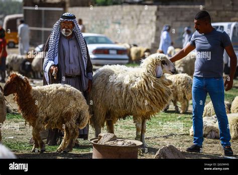 Al Shuala Iraq 07th July 2022 Cattle Traders And Customers Crowd At