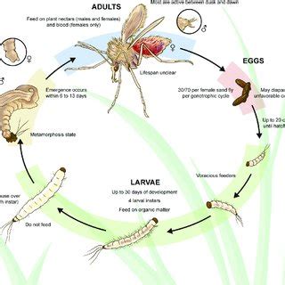 Schematic Representation Of The Sand Flies Life Cycle The Sand Fly Download Scientific