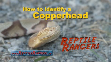 In fact, relapsing and overdose are sides of the same coin. How to Identify a Copperhead - YouTube