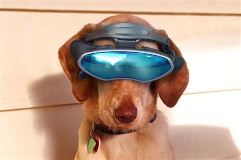 10 High Tech Gadgets To Pamper Your Pet