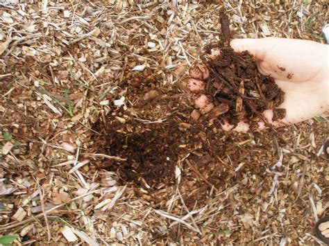 A termite has a slim chance of surviving the chipping process that is used to create bagged mulch. What Kind of Mulch is Termite Resistant - Back to Eden ...