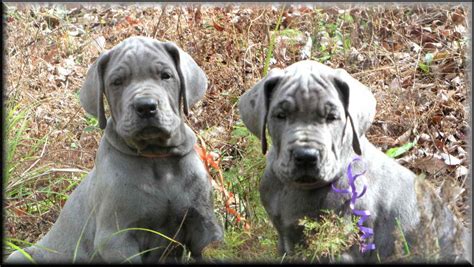 Great dane female puppy 7 weeks old for $400. Blue Great Dane Puppies For Sale In Texas | PETSIDI