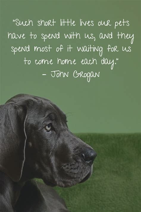 Dog Gone 20 Inspirational Quotes About Losing A Dog Losing A Dog