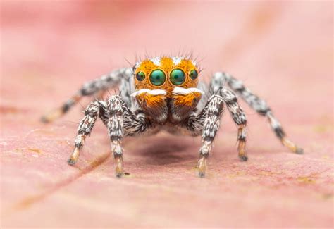 New Species of Dancing Peacock Spider Discovered | Biology | Sci-News.com