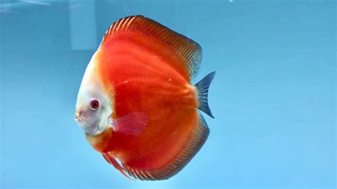 Royal Ruby Red 3r Discus