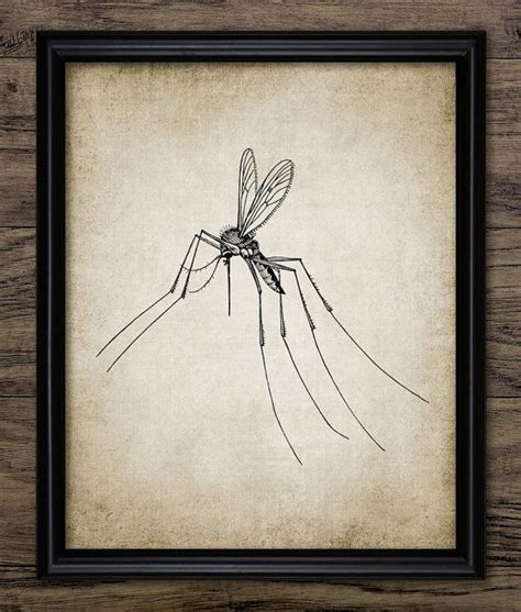 Vintage Mosquito Print Mosquito Insect Illustration Etsy