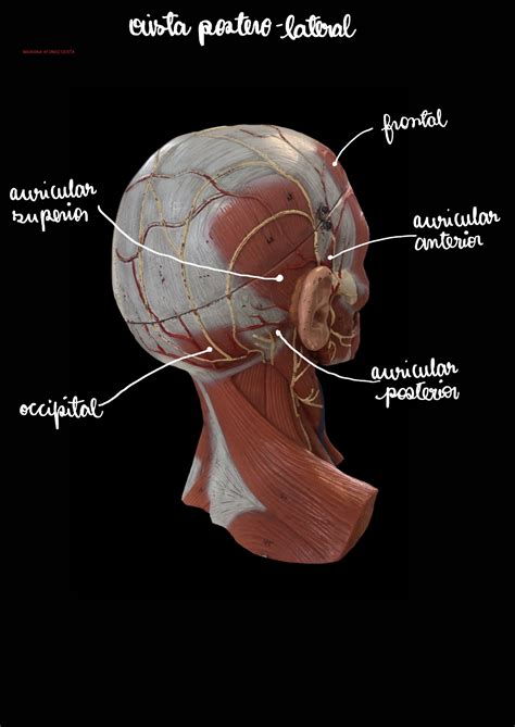 Músculos Da Cabeça E Do Pescoço Anatomia Humana I