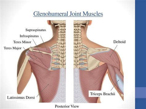 Ppt Anatomy And Kinesiology Of The Shoulder Girdle Powerpoint