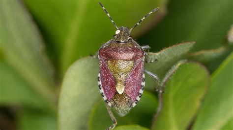 How To Get Rid Of Stink Bugs Once And For All