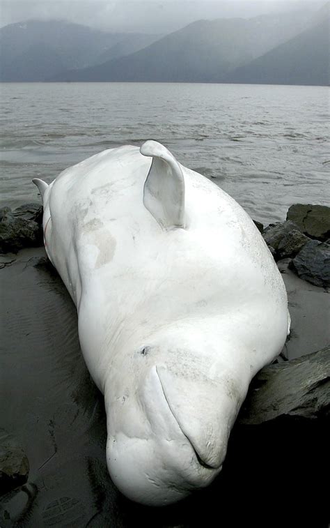 Strange Events Archaeology News Beluga Whale Noaa Marine Mammals Story Video Usa News