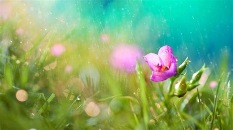 Rainy Spring Day Wallpapers Wallpaper Cave