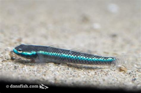 Neon Blue Goby Stiphodon Sp Dans Fish