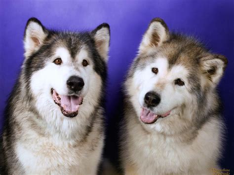 huskies | siberian Huskies - Dogs Photo (32502219) - Fanpop fanclubs | cool animal pictures ...