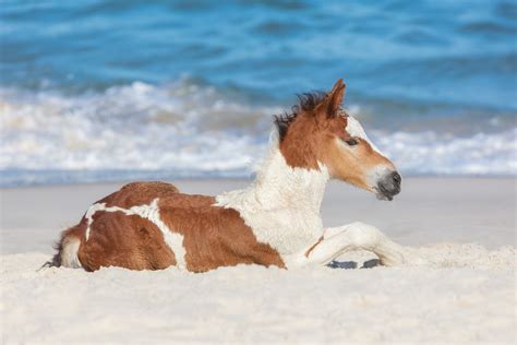 Download Foal Baby Animal Animal Horse Hd Wallpaper