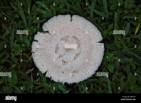 Wild Mushrooms Growing In The Yard After Heavy Rains Stock Photo Alamy