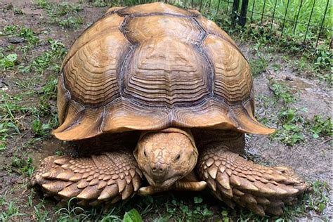 150 Pound Pet Tortoise Solomon On The Loose In Cheatham County