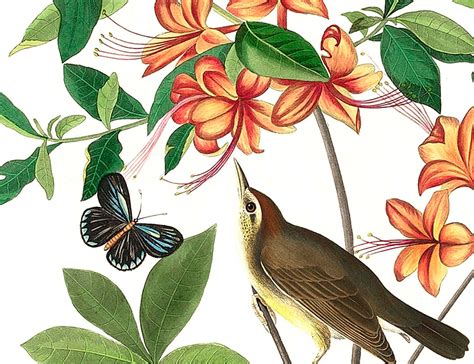 Bird Print Set Of 2 Botanical Prints Audubon Bird Prints Etsy