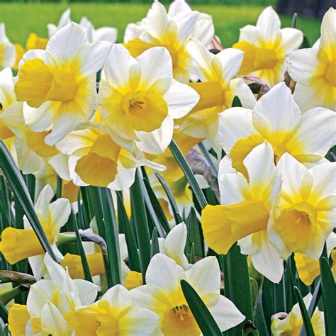 10pcs Narcissus Flower Seeds Passion For Plantation