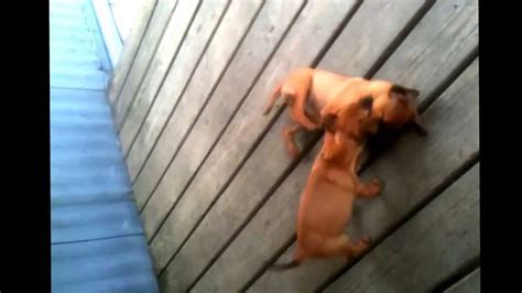 The Most Gruesome Dog Fight Ever Seen Youtube