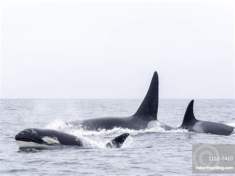 Transient Killer Whales Orcinus Orca Stock Photo