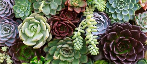 Planta liliácea, de flores grandes y hermosas / pin by mercedes velez on flores y jardines | beautiful. Plantas de secano para crear jardines increíbles | Endesa X