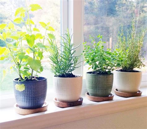 Windowsill Herb Garden Window Herb Garden Herb Garden In Kitchen